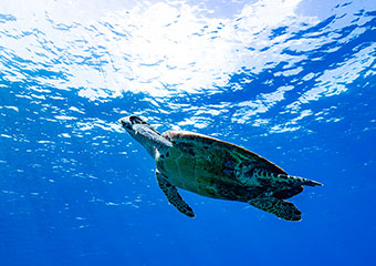 Photo: Sea turtle