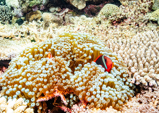 写真：座間味島でのアクティビティ