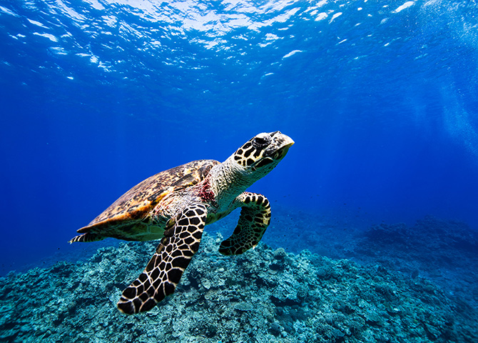 写真：座間味島でのアクティビティ